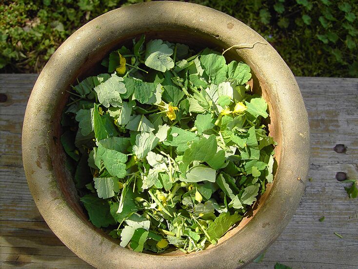 Celandine